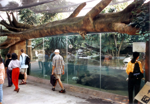 artificial tree trunk hiding pygmy hippo glass frame