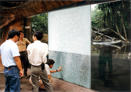 shattered laminated glass panel still holding water