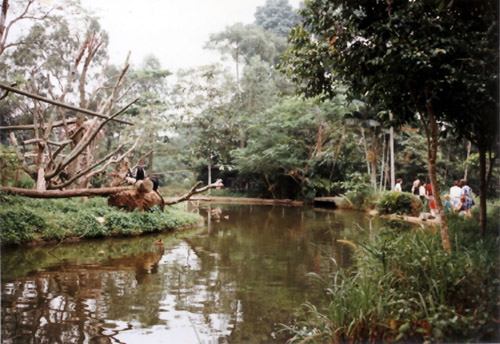 colobus and patas moat