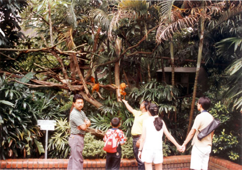 psychological restraint with golden lion tamarins